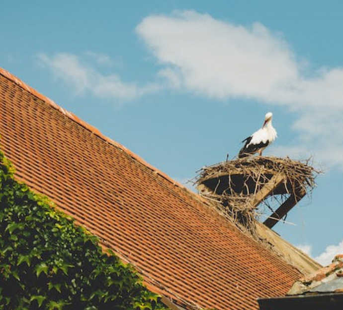 How to Effectively Stop Birds from Nesting Roof