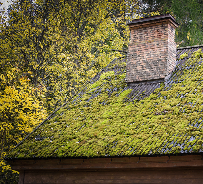 Tips for Roof Moss Removal