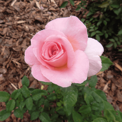 Bloom & Root® Rose Blend Topsoil - Dandy's Topsoil & Landscape Supplies Topsoil & Compost
