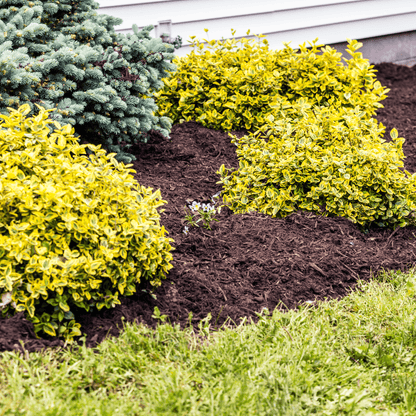 Springmix Compost Garden Mulch - Dandy's Topsoil & Landscape Supplies Topsoil & Compost