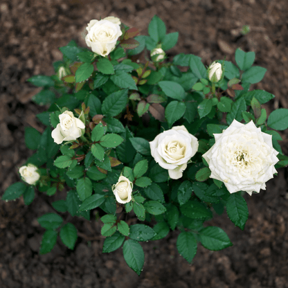 Bloom & Root® Rose Blend Topsoil - Dandy's Topsoil & Landscape Supplies Topsoil & Compost