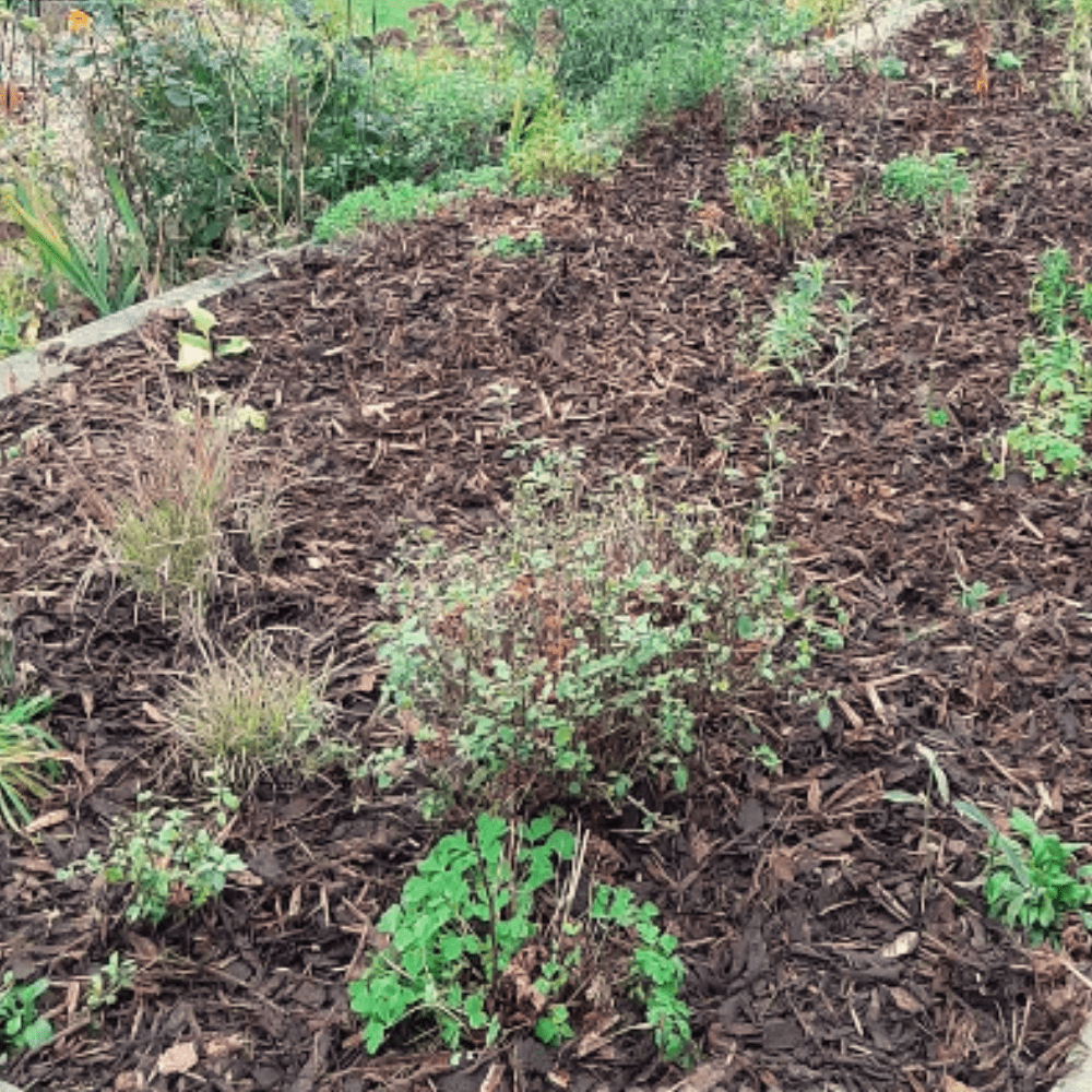 Landscaping Garden Bark Mulch - Dandy's Topsoil & Landscape Supplies Bark & Mulch