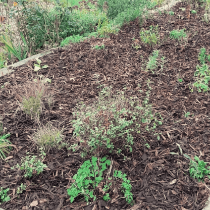 Landscaping Garden Bark Mulch - Dandy's Topsoil & Landscape Supplies Bark & Mulch