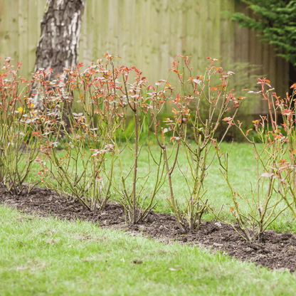 Bloom & Root® Rose Blend Topsoil - Dandy's Topsoil & Landscape Supplies Topsoil & Compost