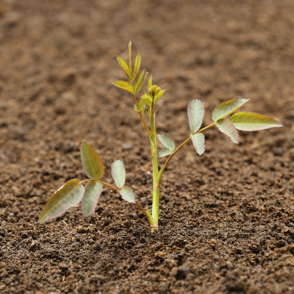 Bloom & Root® Rose Blend Topsoil - Dandy's Topsoil & Landscape Supplies Topsoil & Compost