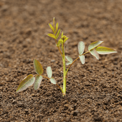 Bloom & Root® Rose Blend Topsoil - Dandy's Topsoil & Landscape Supplies Topsoil & Compost
