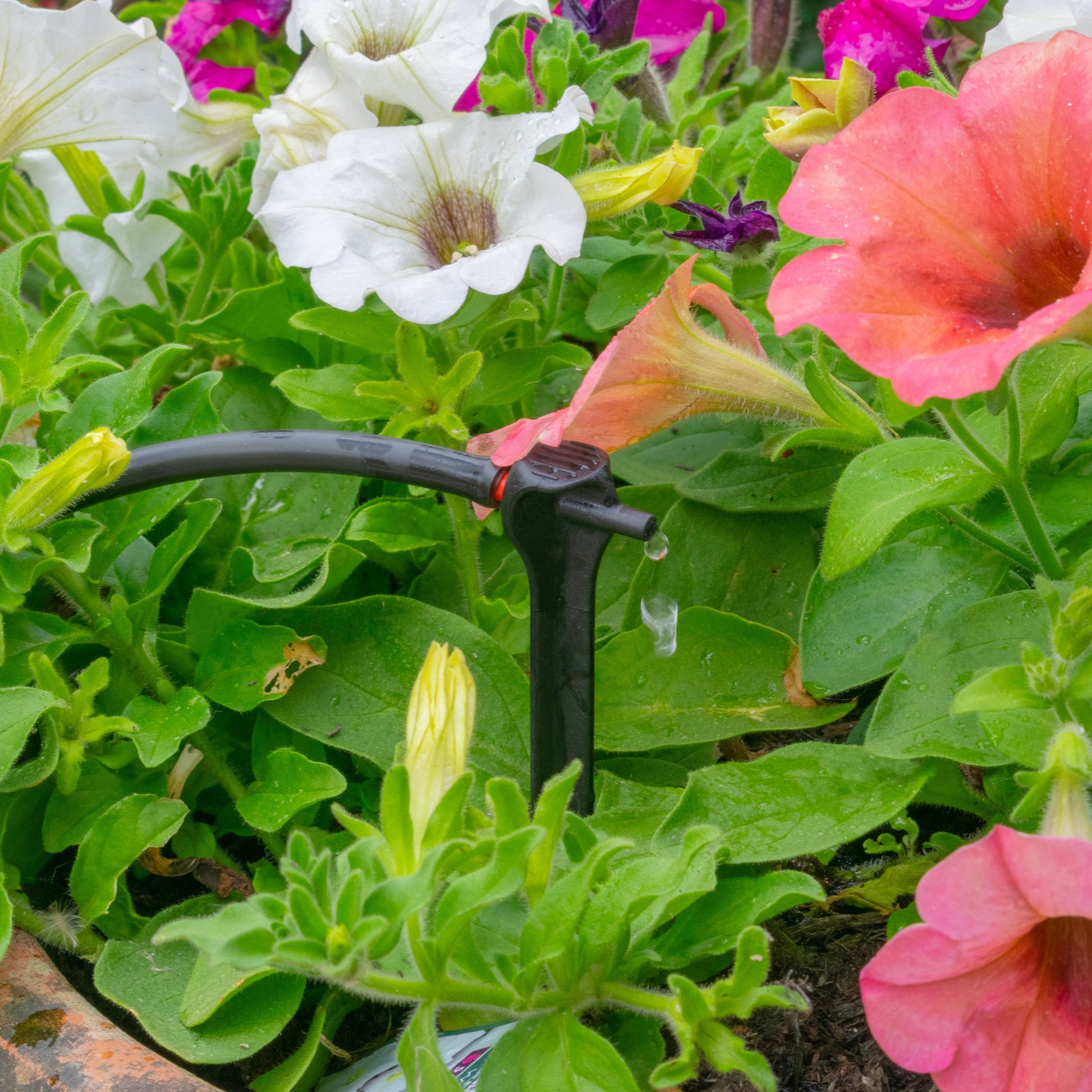Antelco Asta® Drip 2L/H Pressure Compensating Spike Drippers - Best4Trade-Retail Garden watering