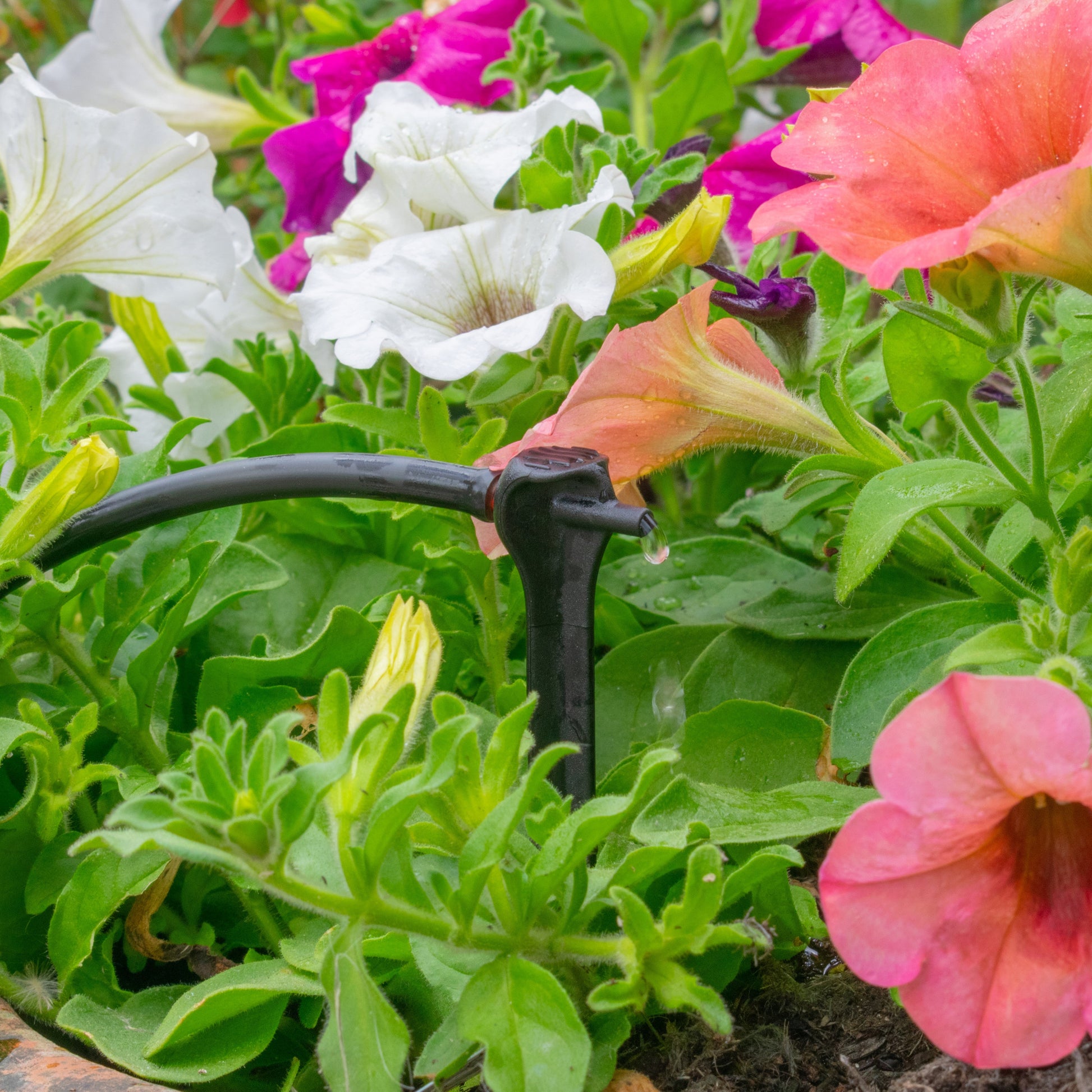 Antelco Asta® Drip 2L/H Pressure Compensating Spike Drippers - Best4Trade-Retail Garden watering