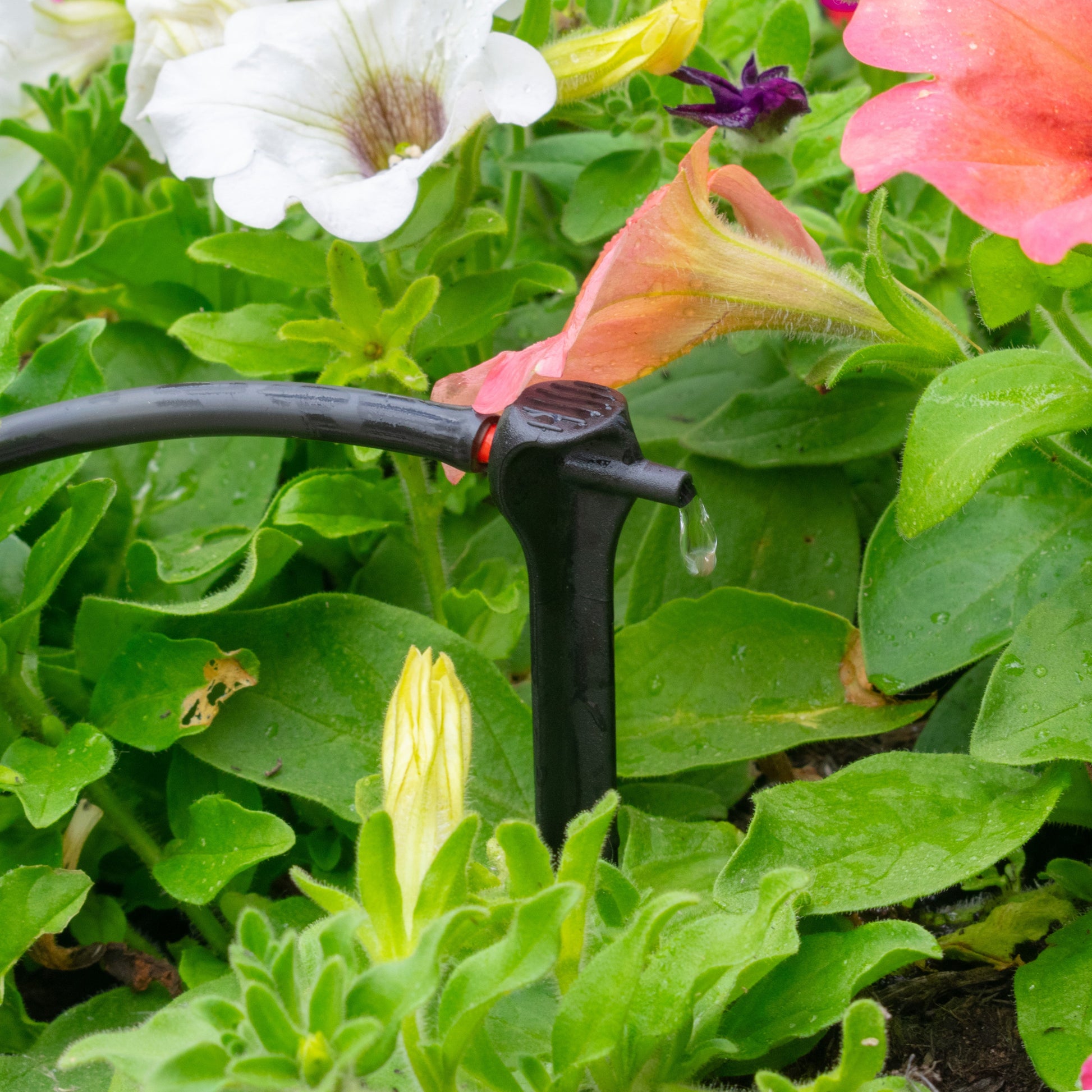 Antelco Asta® Drip 2L/H Pressure Compensating Spike Drippers - Best4Trade-Retail Garden watering