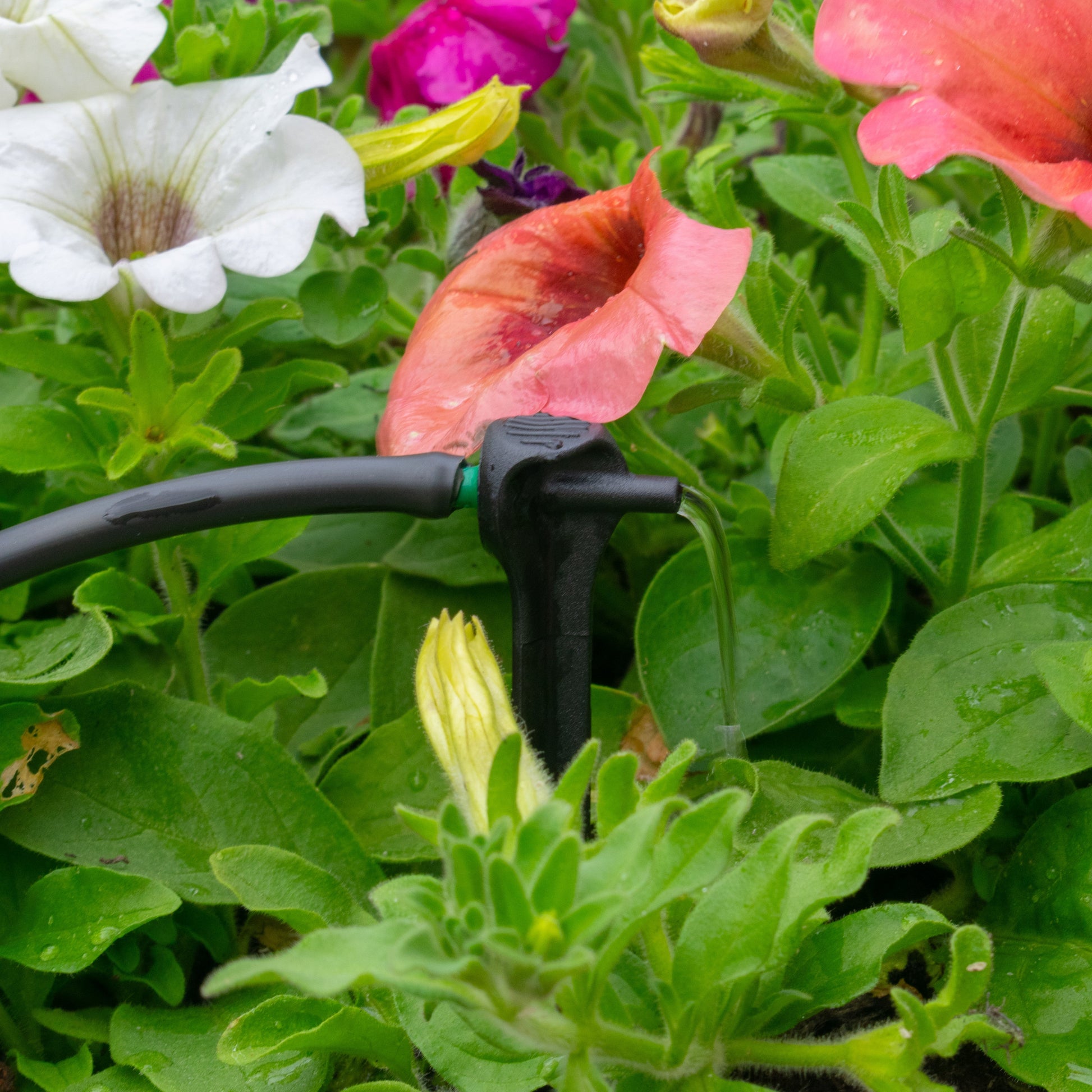 Antelco Asta® Drip 8L/H Pressure Compensating Spike Drippers - Best4Trade-Retail Garden watering