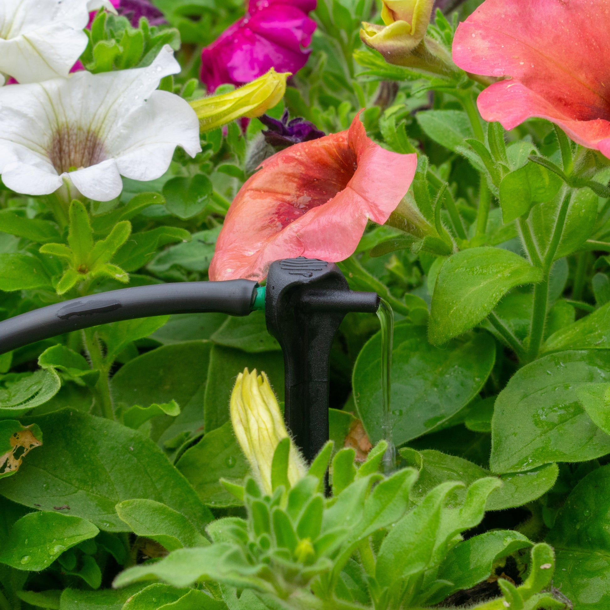 Antelco Asta® Drip 8L/H Pressure Compensating Spike Drippers - Best4Trade-Retail Garden watering