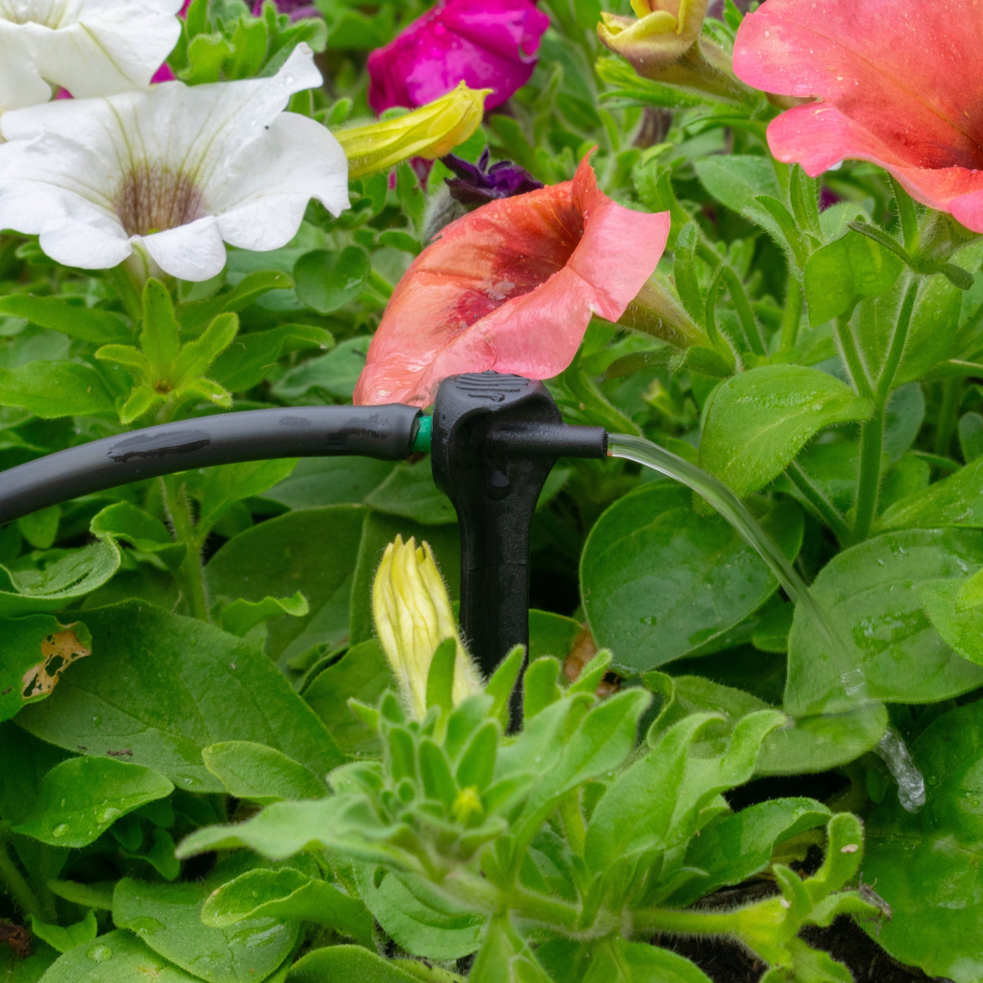 Antelco Asta® Drip 8L/H Pressure Compensating Spike Drippers - Best4Trade-Retail Garden watering