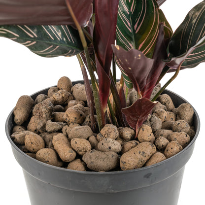 Expanded Clay Aggregate, KERAMZYT, Grade 8-16mm - Best4Trade-Retail