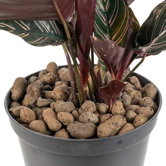 Expanded Clay Aggregate, KERAMZYT, Grade 8-16mm - Best4Trade-Retail