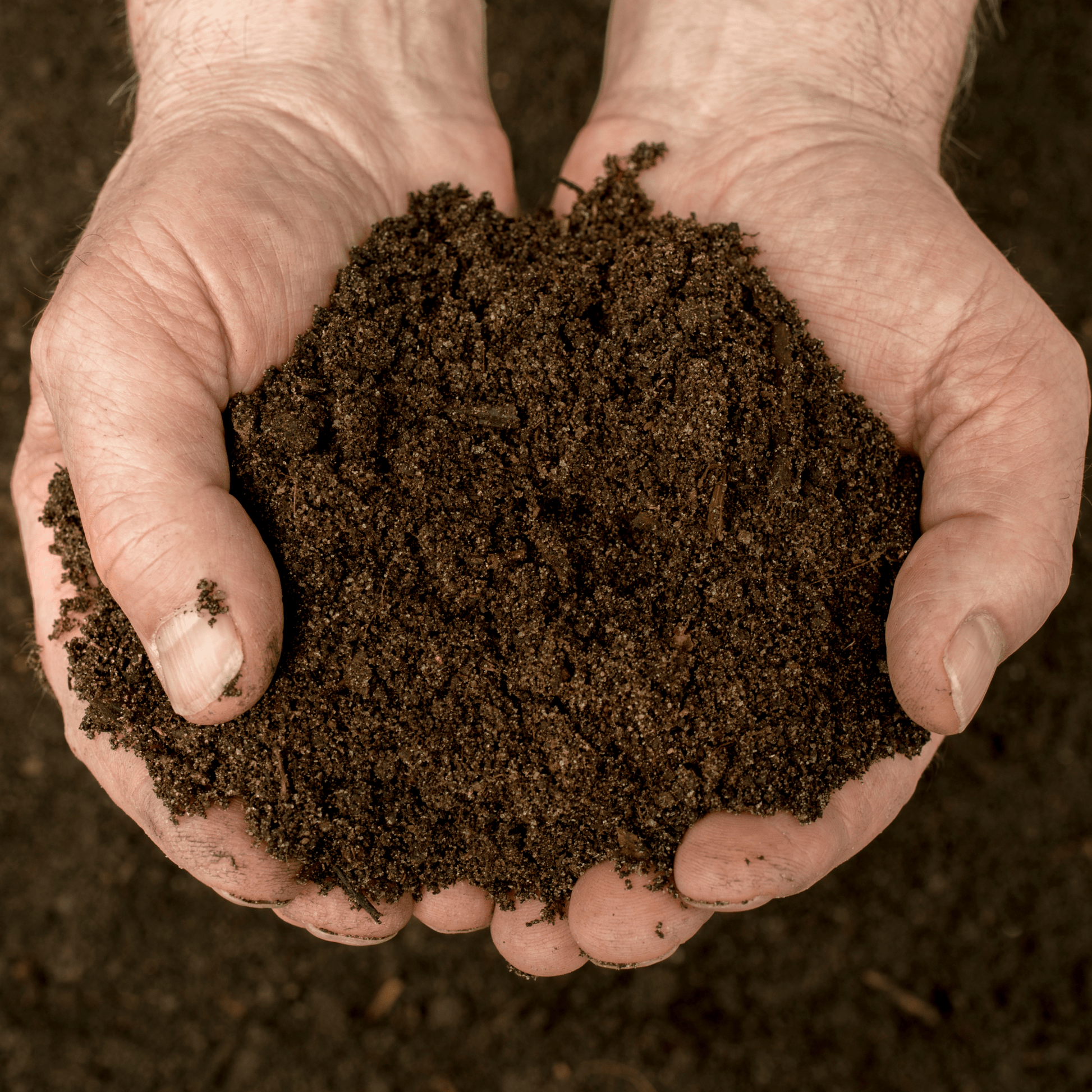 VegeGrow® Welsh Topsoil for vegetables - Dandy's Topsoil & Landscape Supplies Topsoil & Compost
