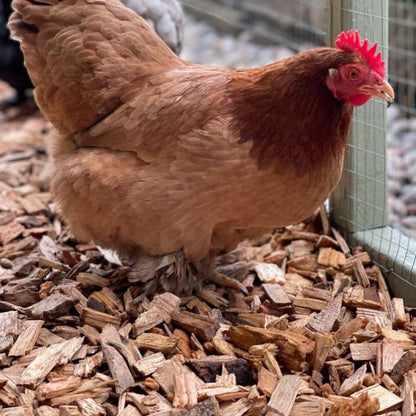 Chicken Coop Chips - Dandy's Topsoil & Landscape Supplies Bark & Mulch