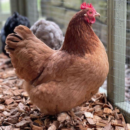 Chicken Coop Chips - Dandy's Topsoil & Landscape Supplies Bark & Mulch