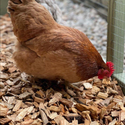 Chicken Coop Chips - Dandy's Topsoil & Landscape Supplies Bark & Mulch