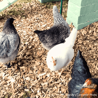 Chicken Coop Chips - Dandy's Topsoil & Landscape Supplies Bark & Mulch