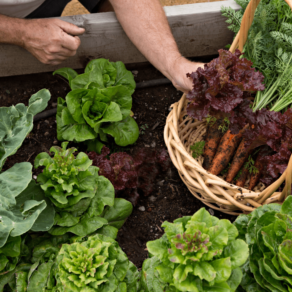 VegeGrow® Welsh Topsoil for vegetables - Dandy's Topsoil & Landscape Supplies Topsoil & Compost