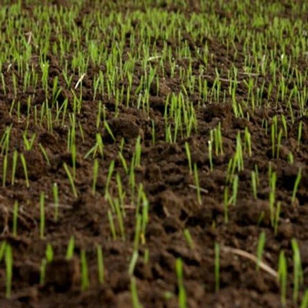 Lawn in a Bag - Dandy's Topsoil & Landscape Supplies Tools and Accessories