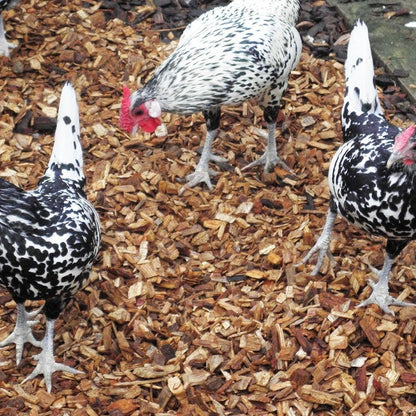 Chicken Coop Chips - Dandy's Topsoil & Landscape Supplies Bark & Mulch