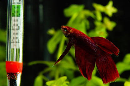 Aquarium Thermometer