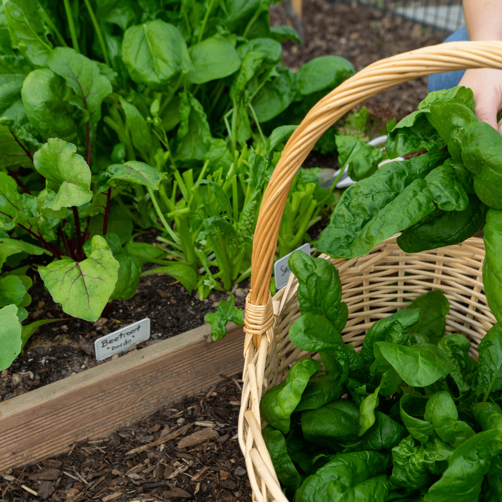 Wintermix Compost Garden Mulch - Dandy's Topsoil & Landscape Supplies Topsoil & Compost