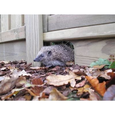 Hedgehog Gravel Board for Use with Slotted Posts 140mm x 28mm x 1.83m (incl 1 x End Pack and 1 Length Packer)