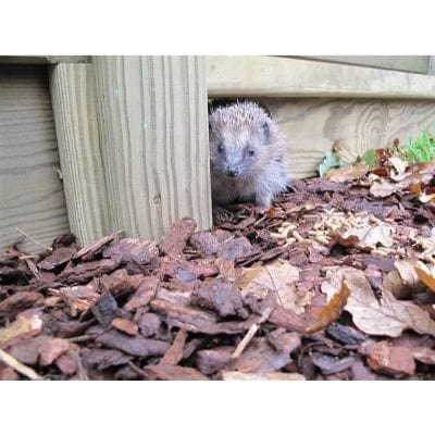 Hedgehog Gravel Board for Use with Slotted Posts 140mm x 28mm x 1.83m (incl 1 x End Pack and 1 Length Packer) - Jacksons Fencing