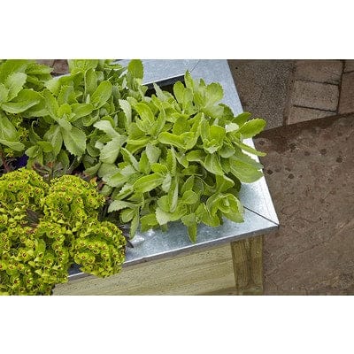 Forest Cambridge Planter - All Sizes - Forest Garden