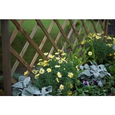 Forest Venice Planter - Forest Garden